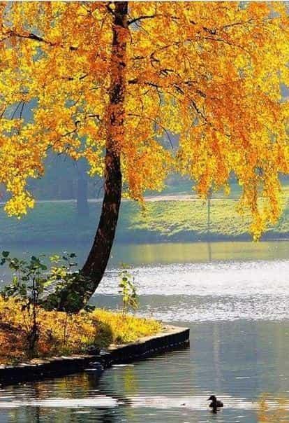 Дерево украшенное осенью